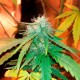 Bubblelicious feminised Ganja Seeds - 2 насінини