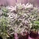 Bubblelicious feminised Ganja Seeds - 2 насінини