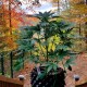 Bubblelicious feminised Ganja Seeds - 2 насінини