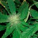 Bubblelicious feminised Ganja Seeds - 2 насінини