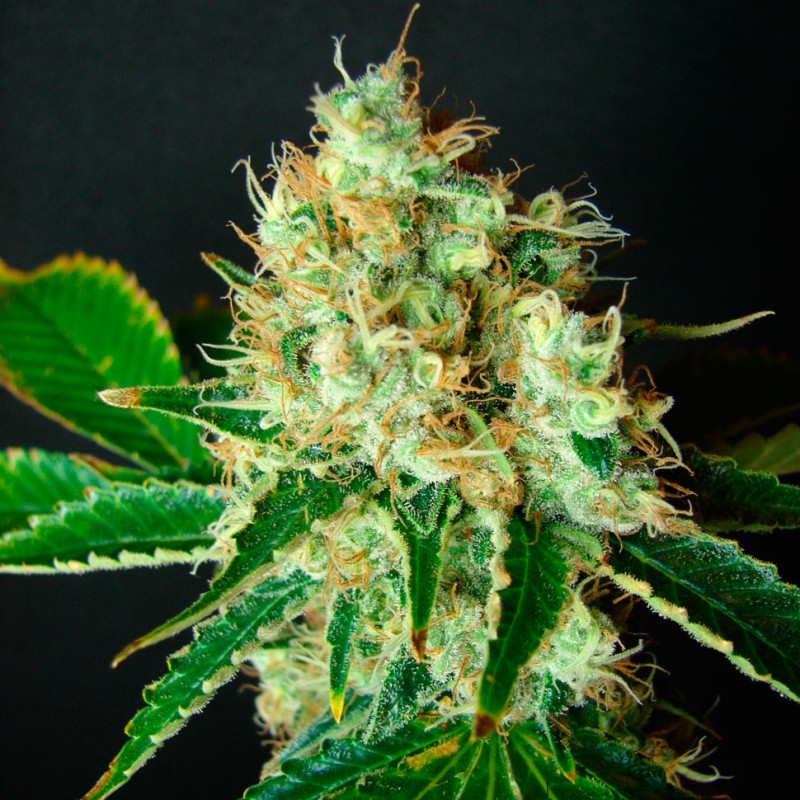 Bubblelicious feminised Ganja Seeds - 2 насінини
