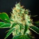 Bubblelicious feminised Ganja Seeds - 2 насінини