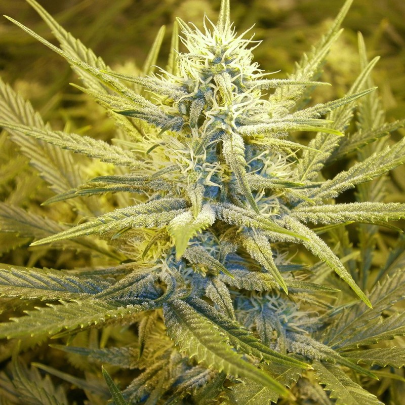 Auto Cream Caramel feminised Ganja Seeds - 2 насінини