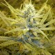 Auto Cream Caramel feminised Ganja Seeds - 2 насінини