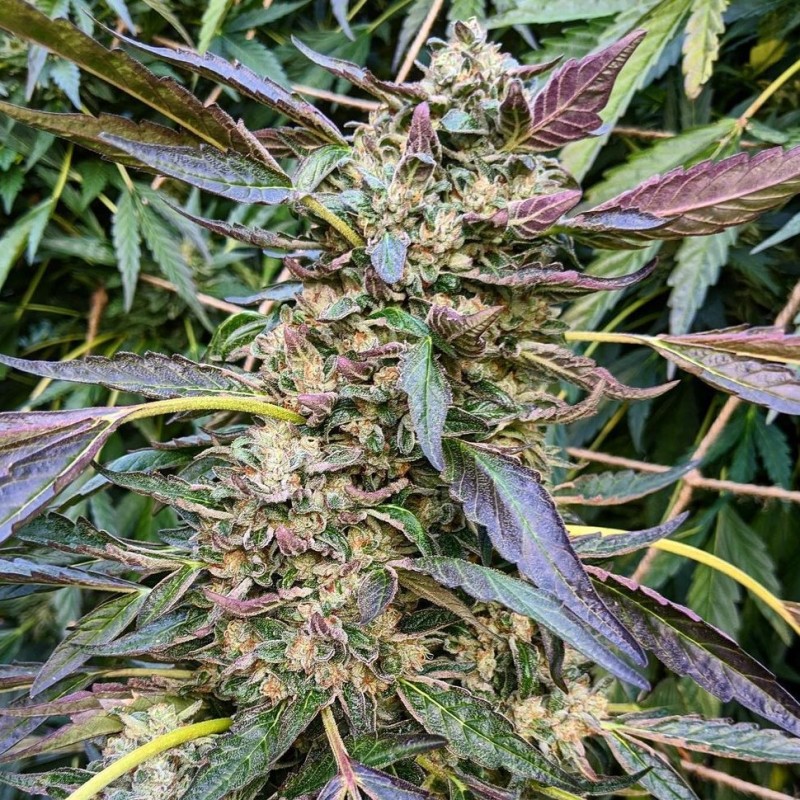 Auto Cream Caramel feminised Ganja Seeds - 2 насінини