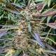 Auto Cream Caramel feminised Ganja Seeds - 2 насінини