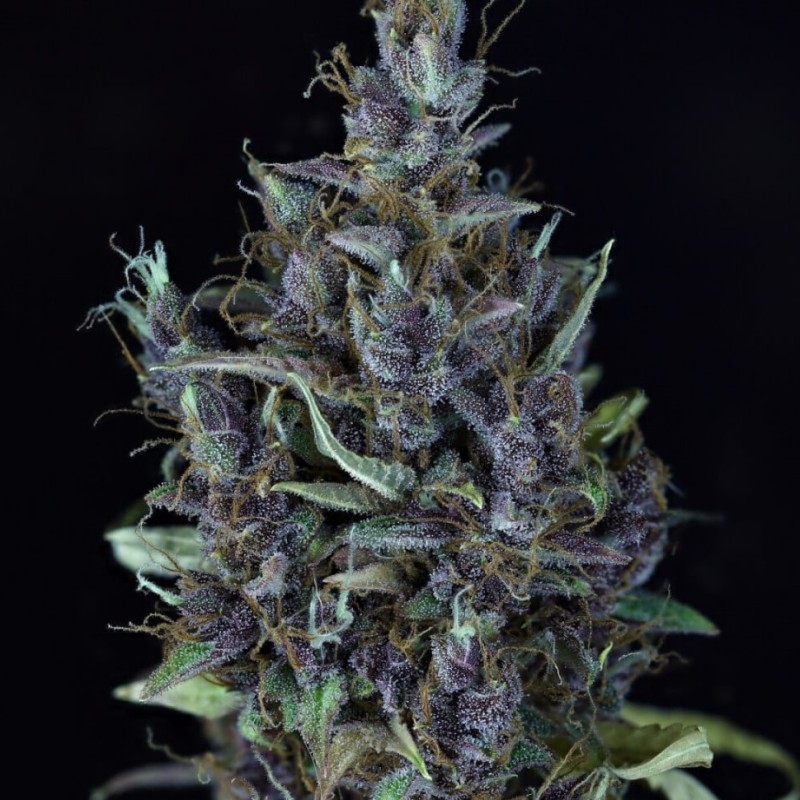 Auto Cream Caramel feminised Ganja Seeds - 2 насінини