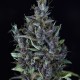 Auto Cream Caramel feminised Ganja Seeds - 2 насінини
