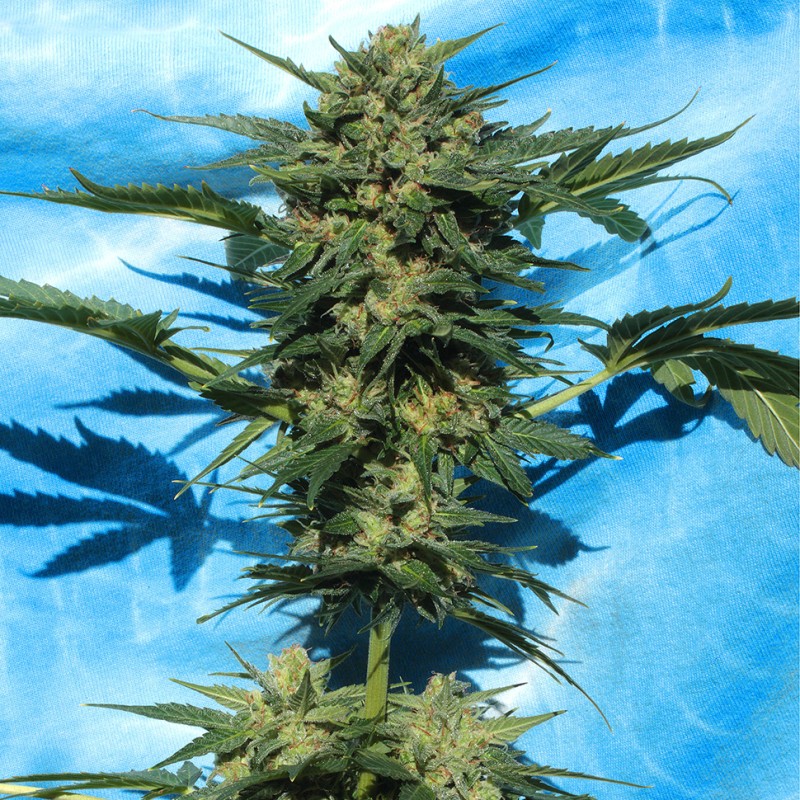 Auto White Russian feminised Ganja Seeds - 4 насінини