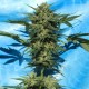 Auto White Russian feminised Ganja Seeds - 4 насінини