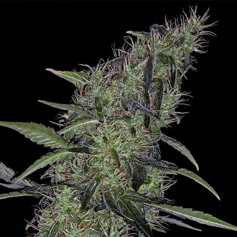 Auto Sweet Tooth x Somango feminised Ganja Seeds - 2 насінини