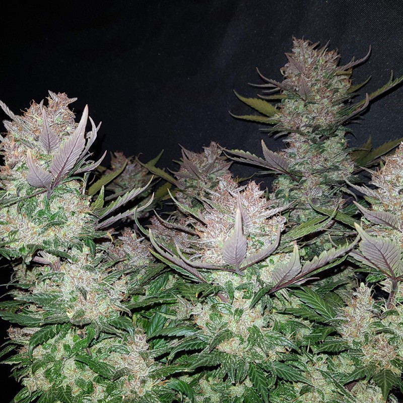 Auto Dark Devil feminised Ganja Seeds - 2 насінини