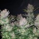 Auto Dark Devil feminised Ganja Seeds - 2 насінини