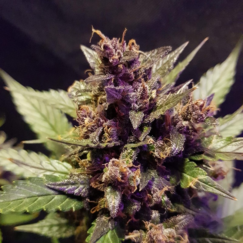 Auto Dark Devil feminised Ganja Seeds - 2 насінини