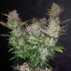 Auto Dark Devil feminised Ganja Seeds - 2 насінини