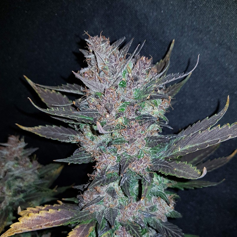 Auto Dark Devil feminised Ganja Seeds - 2 насінини
