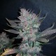 Auto Dark Devil feminised Ganja Seeds - 2 насінини