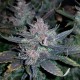 Auto Dark Devil feminised Ganja Seeds - 2 насінини