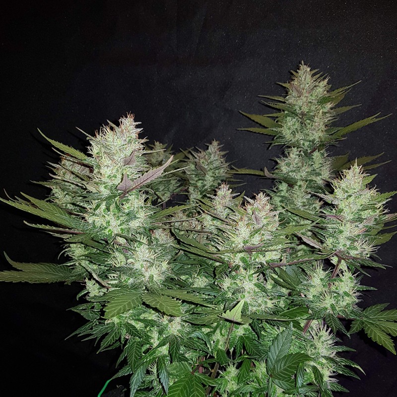 Auto Dark Devil feminised Ganja Seeds - 2 насінини