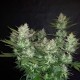 Auto Dark Devil feminised Ganja Seeds - 2 насінини
