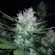 Auto Dark Devil feminised Ganja Seeds - 2 насінини