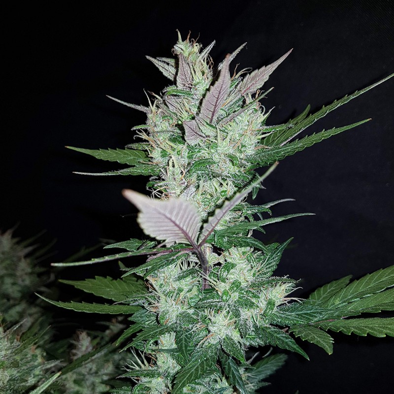 Auto Dark Devil feminised Ganja Seeds - 2 насінини