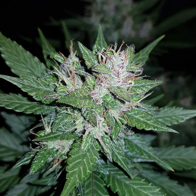Auto Dark Devil feminised Ganja Seeds - 2 насінини