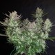 Auto Dark Devil feminised Ganja Seeds - 2 насінини