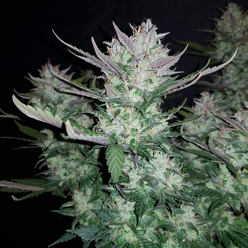 Auto Dark Devil feminised Ganja Seeds - 2 насінини
