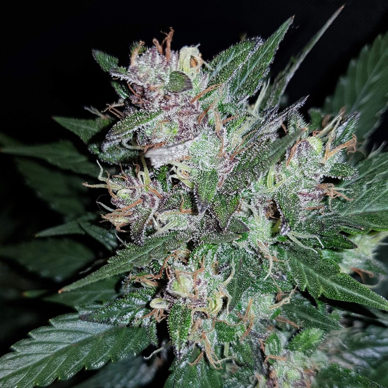 Auto Dark Devil feminised Ganja Seeds - 2 насінини