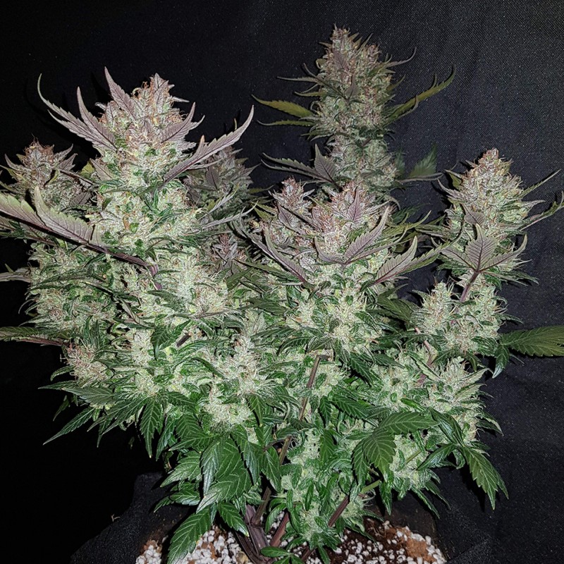 Auto Dark Devil feminised Ganja Seeds - 2 насінини