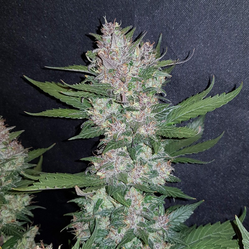 Auto Dark Devil feminised Ganja Seeds - 2 насінини