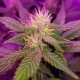 Auto Dark Devil feminised Ganja Seeds - 2 насінини