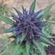Auto Dark Devil feminised Ganja Seeds - 2 насінини