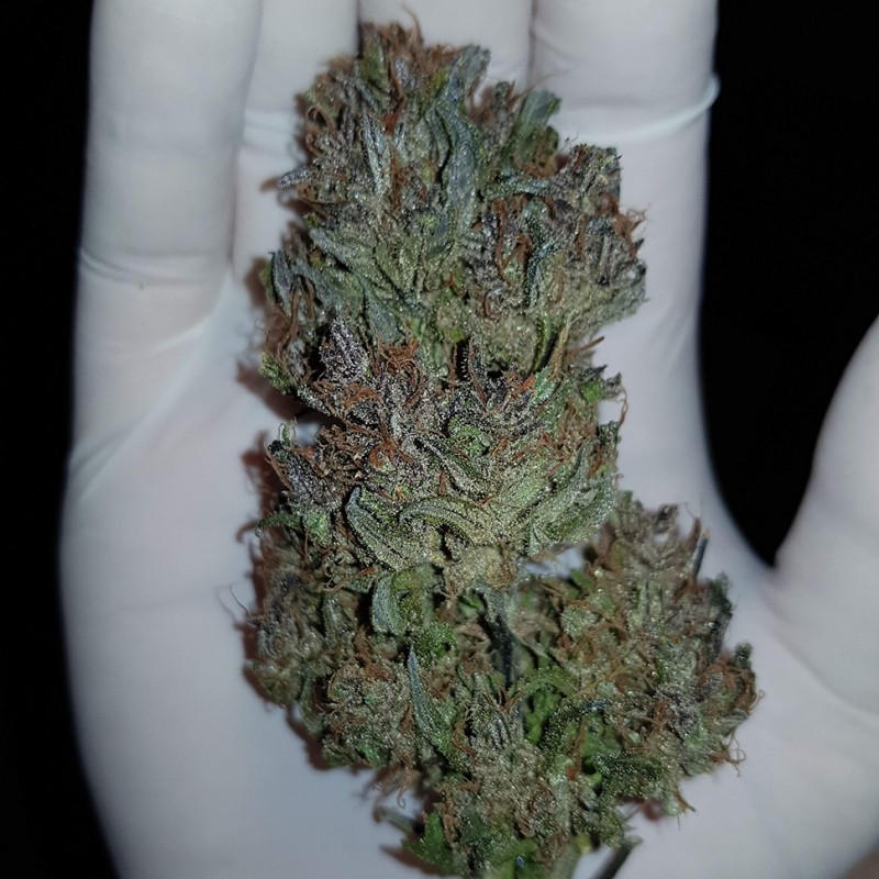 Auto Dark Devil feminised Ganja Seeds - 2 насінини
