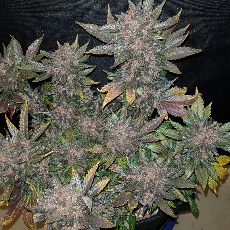 Auto Dark Devil feminised Ganja Seeds - 2 насінини