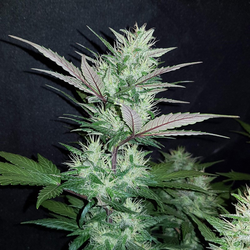 Auto Dark Devil feminised Ganja Seeds - 2 насінини