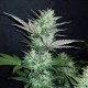 Auto Dark Devil feminised Ganja Seeds - 2 насінини