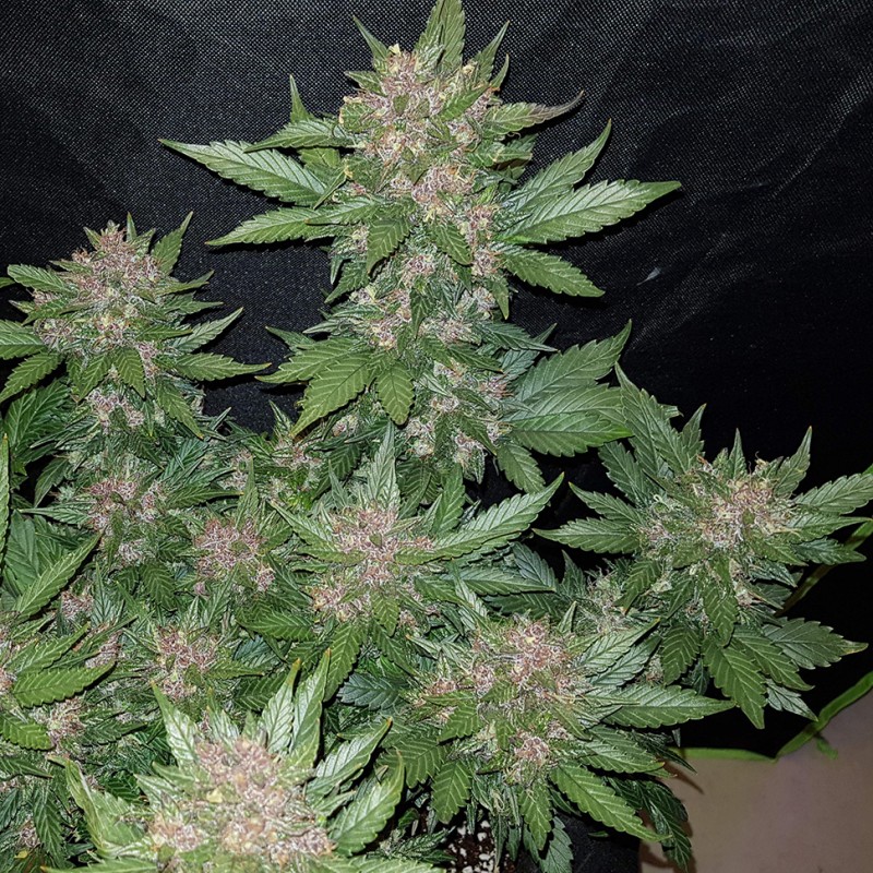 Auto Dark Devil feminised Ganja Seeds - 2 насінини