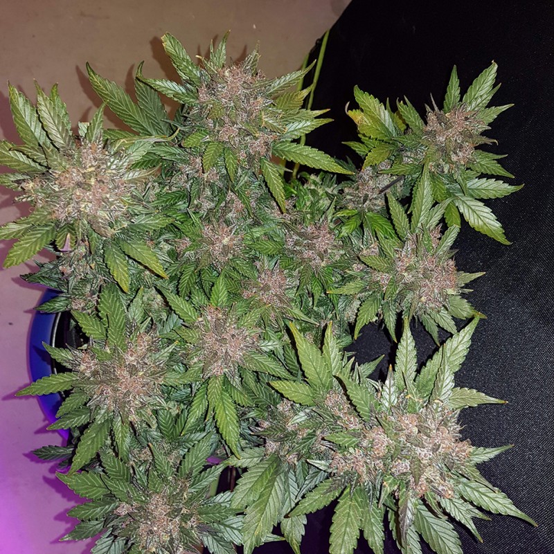 Auto Dark Devil feminised Ganja Seeds - 2 насінини