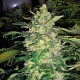 Great White Shark feminised Victory Seeds