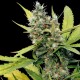 Honey B feminised Ganja Seeds - 4 насінини