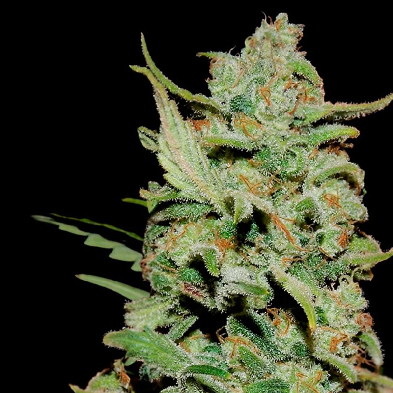 Honey B feminised Ganja Seeds - 4 насінини