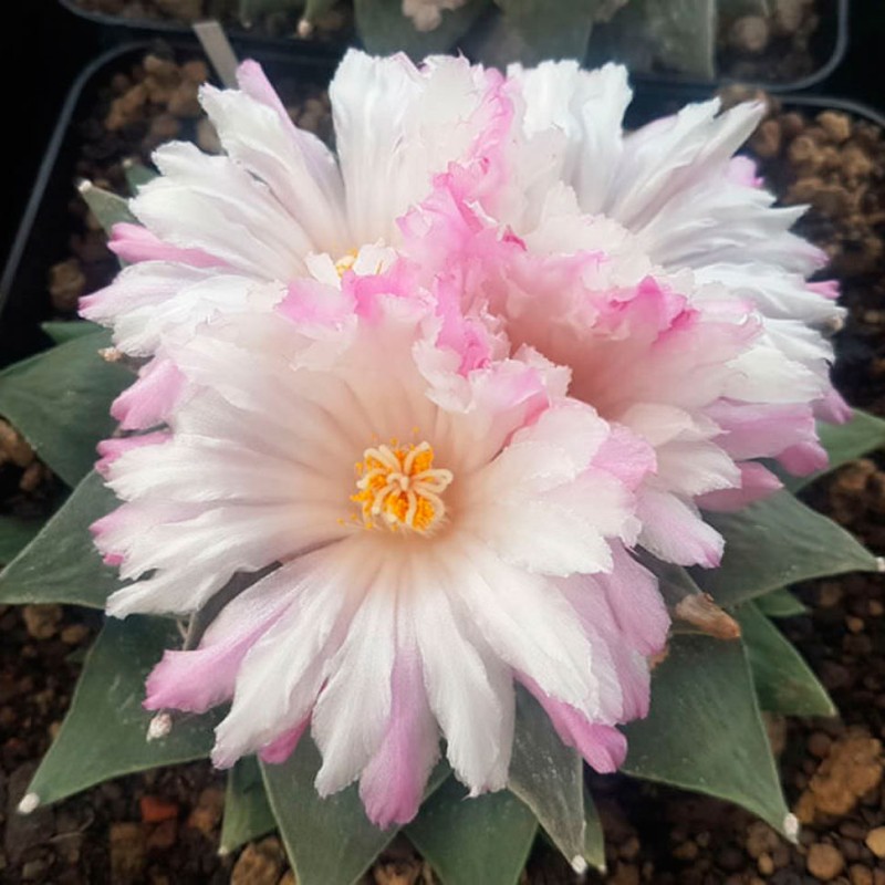 Ariocarpus retusus var. furfuraceus