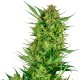 Auto Sweet Gelato feminised Ganja Seeds