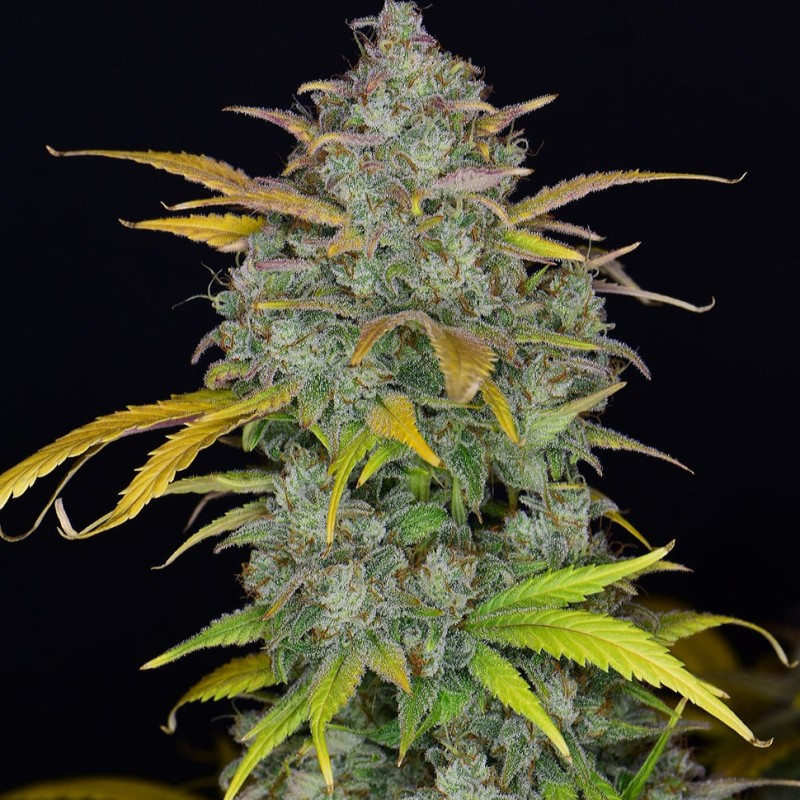 Auto Sweet Gelato feminised Ganja Seeds