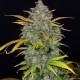 Auto Sweet Gelato feminised Ganja Seeds