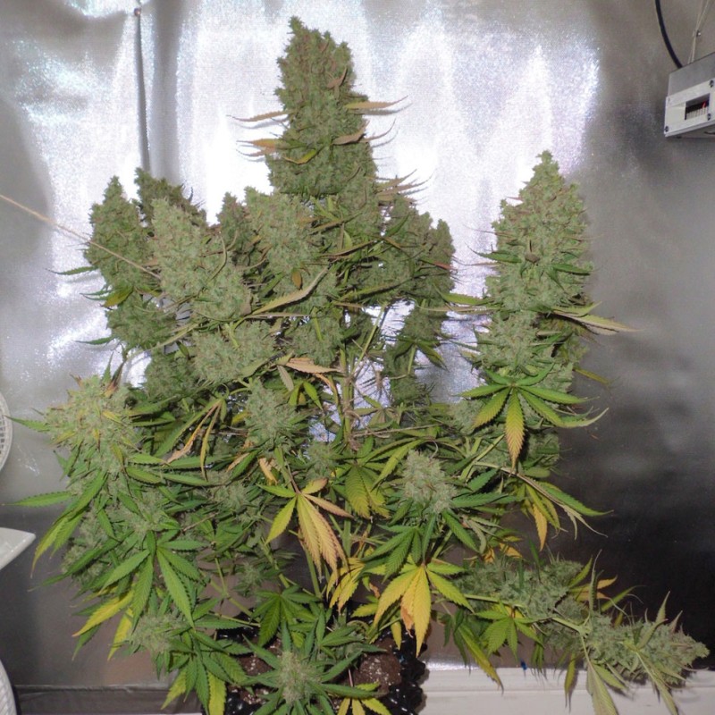 Auto Blueberry feminised Ganja Seeds