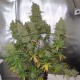 Auto Blueberry feminised Ganja Seeds