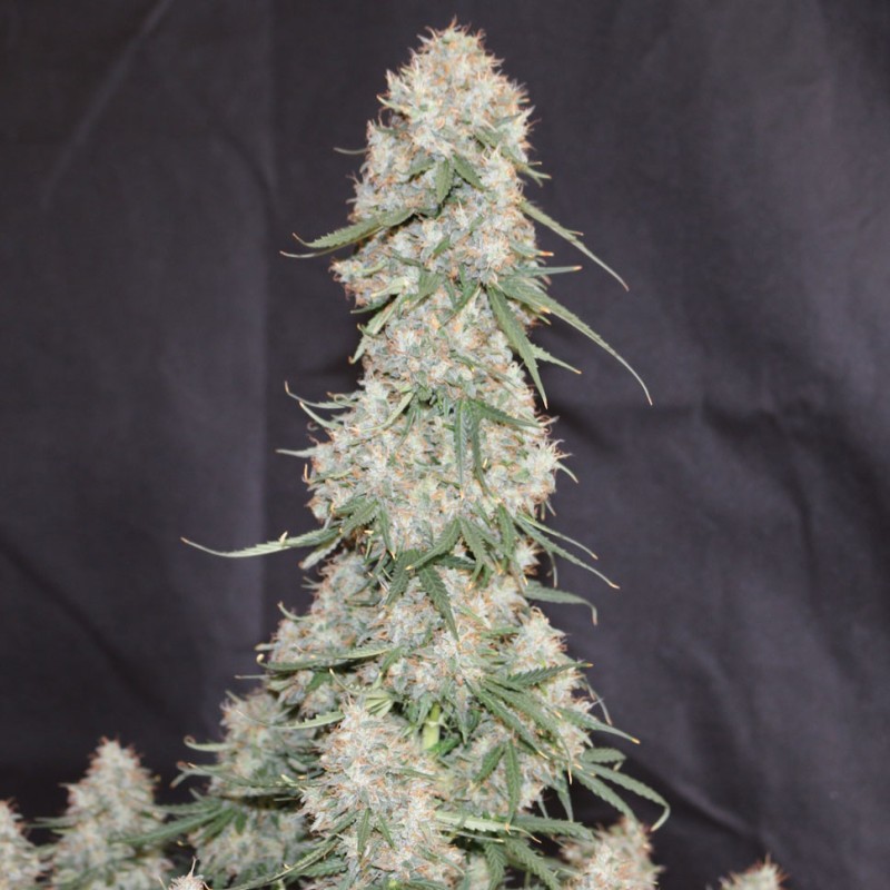 Auto Blueberry feminised Ganja Seeds